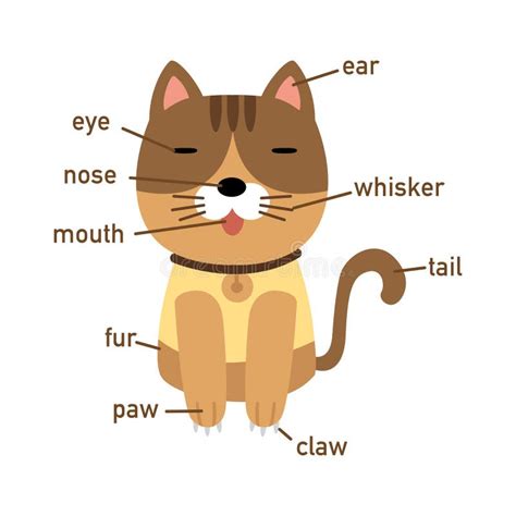 Ejemplo De La Pieza Del Vocabulario Del Gato Del Cuerpo Ilustración Del