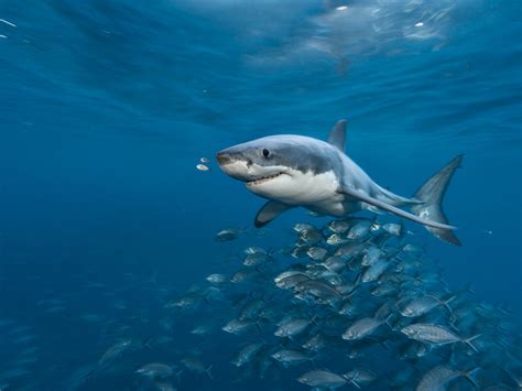 20 Facts We Never Knew About Great White Sharks Quizzable News