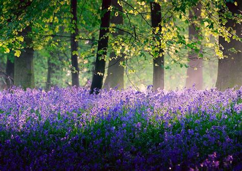 Flowers In Spring Forest Hd Wallpaper Background Image