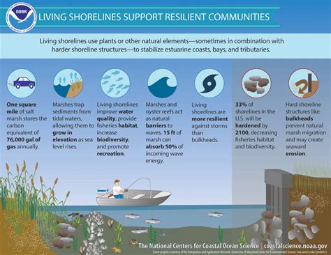 An Insightful Infographic From Noaa On Living Shorelines Perry Beaumont