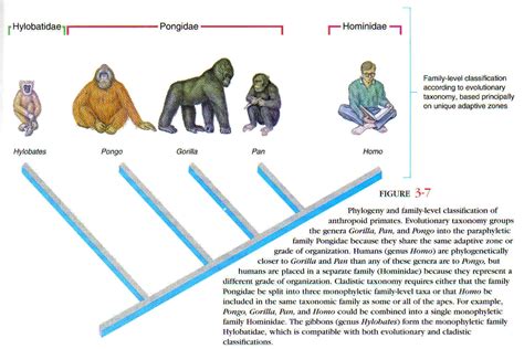 What did darwin mean by descent with modification? Worldview Warriors Blog: Missing Links: Where Are They?