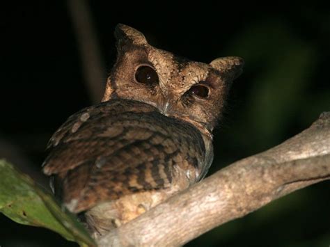 Collared Scops Owl Otus Lettia Back View Picture 2 In Otus Lettia