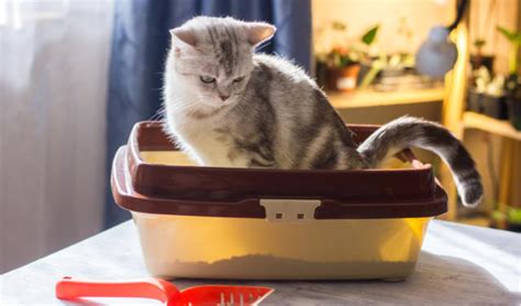 You might want to know of before it could actually happen, so it doesn't get you by surprise. Urinary Obstruction in Cats | PetCoach