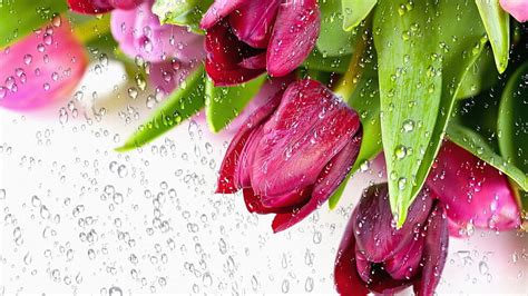 Tulips In The Rain Red Wet Lovely Raindrops Firefox Persona