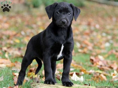 Pups are sold as family pets only. lab great dane mix puppies for sale | Zoe Fans Blog | Cute ...