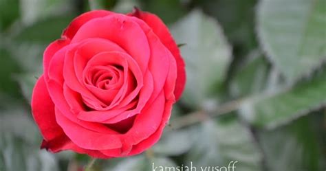 8 Fakta Tentang Bunga Mawar Dan Bunga Ros Detik Detik Indah Dalam Hidupku