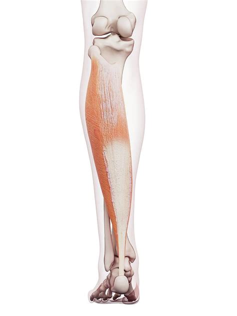 Muscles are generally attached at two points in the body. Human Leg Muscles Photograph by Sebastian Kaulitzki ...
