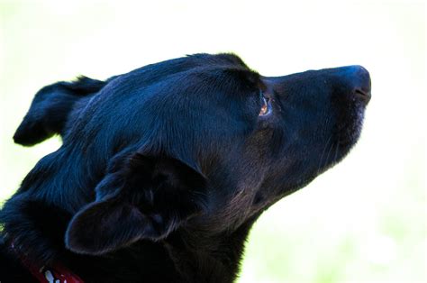 Free Images Puppy Animal Pet Blue Black Friend Close Up Nose
