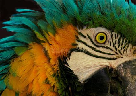 Portrait Of A Parrot Looking At The Glass Window Stock Photo Image Of
