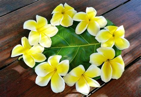 Welcome to h&m, your shopping destination for fashion online. Fleur de tiaré | Tahitienne, Fleurs, Tiare tahiti