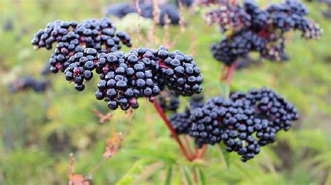 How To Grow Elderberry Planting Elderberry Care Of Elderberries