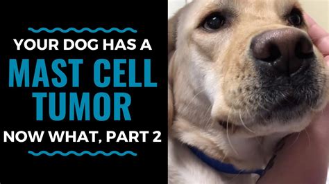 What Does A Mass Cell Tumor Look Like On A Dog