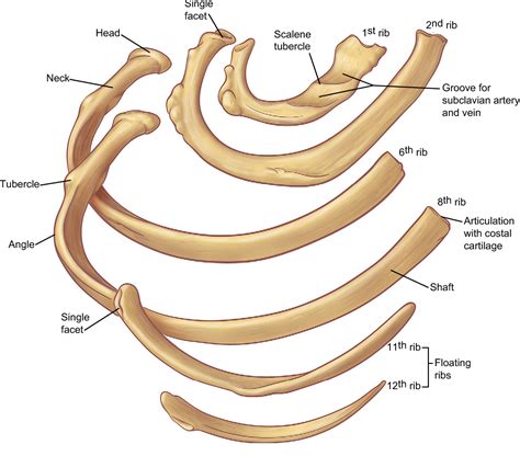 Figure 5 From The Anatomy Of The Ribs And The Sternum And Their