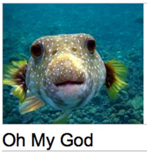 Feesh Wikipedia Donation Banner Captions Know Your Meme