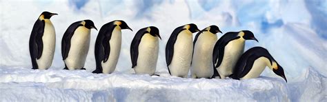 Emperor Penguins Antarctica Snow Cold Wallpaper 3840x1200 Multi