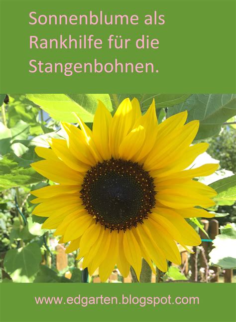 🌻 Sonnenblumen Als Rankhilfe Für Bohnen Sonnenblumen Aussäen