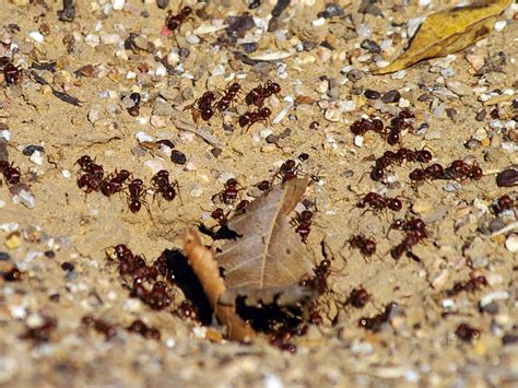 Red Harvester Ant Trails Dfw Urban Wildlife