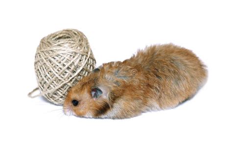Funny Brown Syrian Hamster In A Female Hand Isolated Stock Image