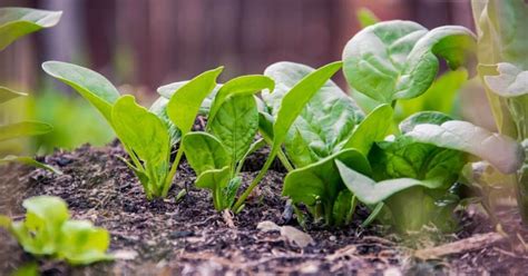 6 Fast Growing Vegetable Crops To Start In Your Garden