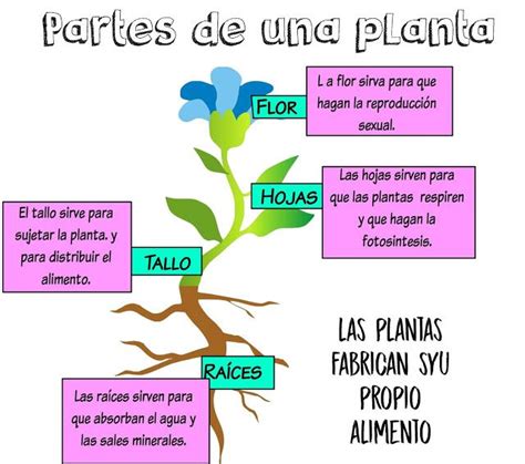 Pin By Cris Moreno On Las Plantas Anchor Charts Home Decor Decals Chart