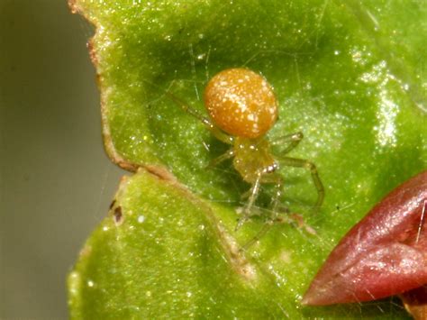 Tiny Spiders In Queensland Australia Photos And Descriptions