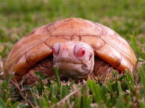 Albino Snapping Turtle Albino Turtles Turtle Morphs