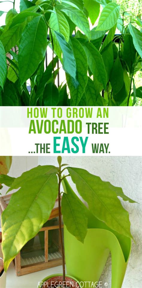 We did not find results for: How to Grow an Avocado Tree - The Easy Way - AppleGreen ...