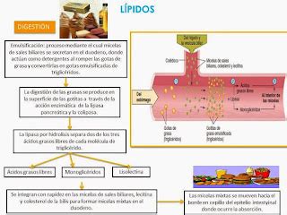 Blog De Fisiologia Susan Karely Lopez Oropeza Mapa P Ncreas The