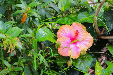 How To Protect Your Hibiscus From Aphids Try These 5 Ace