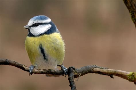 Die 25 Häufigsten Wintervögel Lbv Gemeinsam Bayerns Natur Schützen
