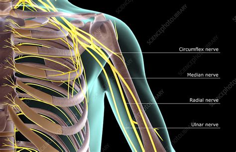 The Nerves Of The Shoulder Stock Image F001 9946 Science Photo Library