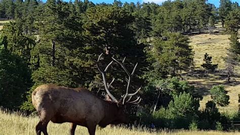 2016 Elk Rut Estes Park Colorado On The Move Youtube
