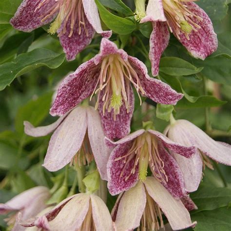 Maybe you would like to learn more about one of these? Buy clematis (group 1) Clematis Advent Bells: £19.99 ...