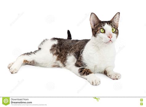 Funny Cross Eyed Cat Over White Stock Image Image 70321991