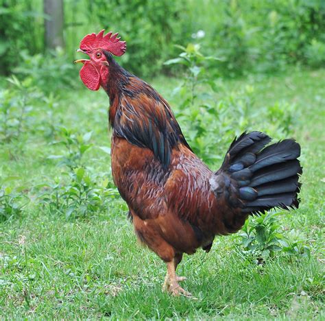 A rooster crows in the morning as a response to the dark of night changing into daylight. Bantam Rooster Crowing | Dave Smith | Flickr