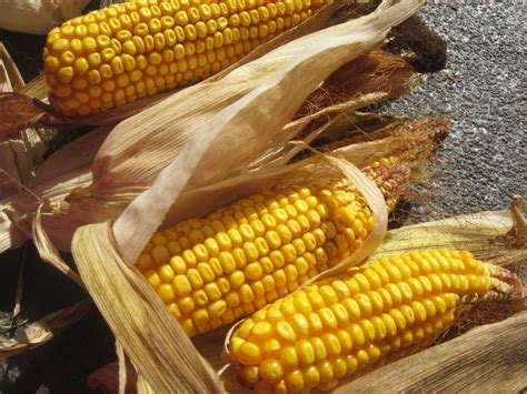 Dried Corn On Cob Free Photo Download Freeimages