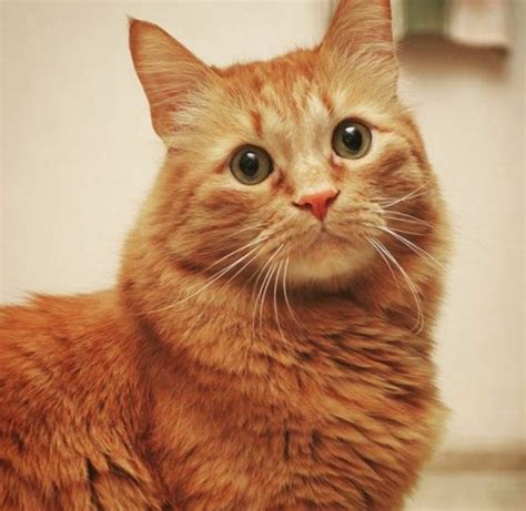 80 Best Ginger Cat Names The Paws