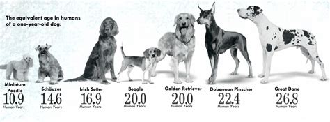 Some of these dog breeds are usually related to guardian activities and are quite ideal to protect your house and family from any intruders or burglars. The Mythology of Dog Years