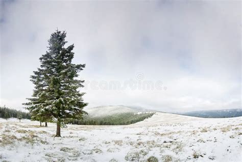 Snowy Field Stock Image Image Of Hill Carpathian Mountains 48790267