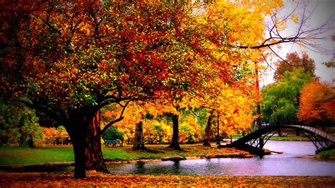 Autumn Leaves Retina Macbook Pro Wallpaper Jose Pinterest