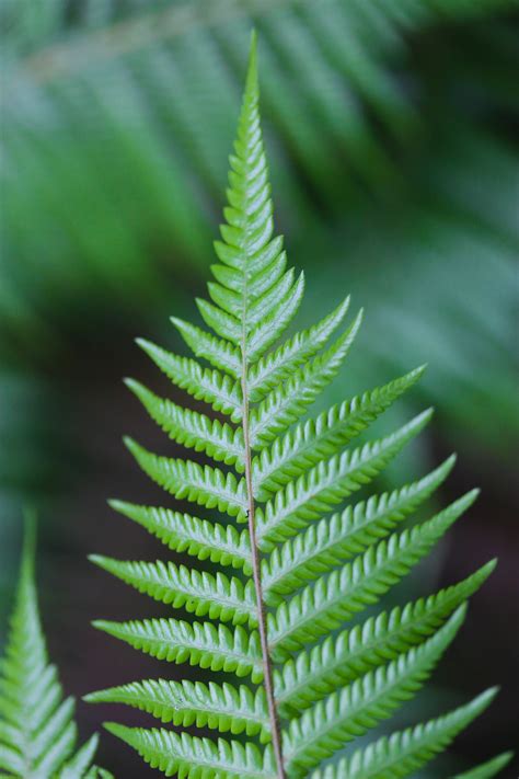 Close Up Photo Of Fern Plant · Free Stock Photo