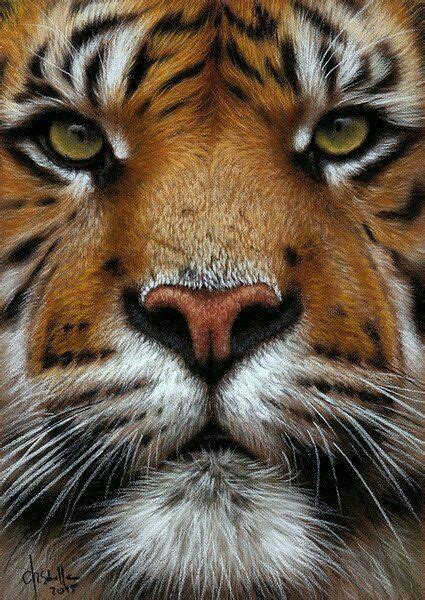 D10052018 Tigre Tiger Pictures Animal Pictures Big Cats Art Cat Art