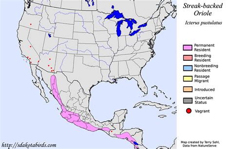 Streak Backed Oriole Species Range Map