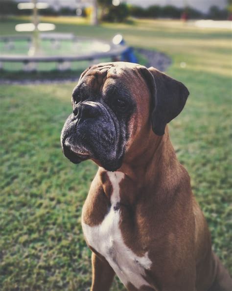 American Bulldog Skin Allergies Things To Know Bulldogpapa