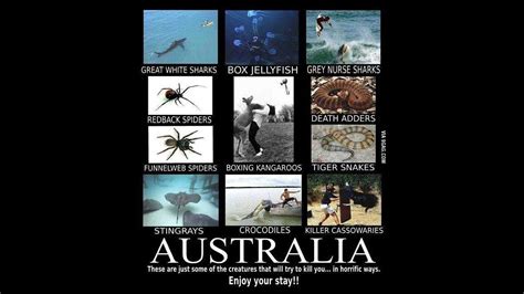 Australia S Deadliest Animal Revealed And It Will Surprise You Riset