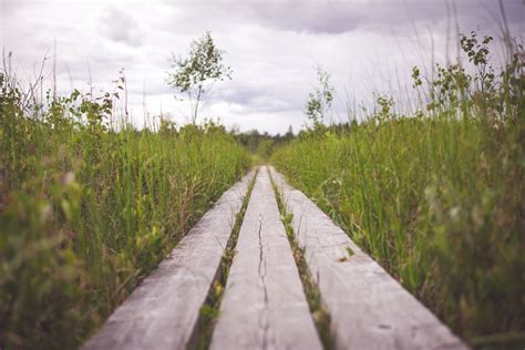 Free Images Landscape Nature Path Pathway Outdoor Plant Sky