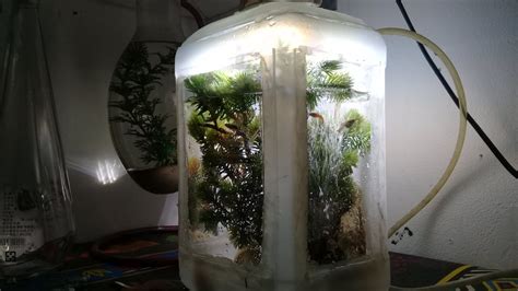 Ini nih yang gokil, membuat akuarium dari penanak nasi. aquarium dari barang bekas - YouTube