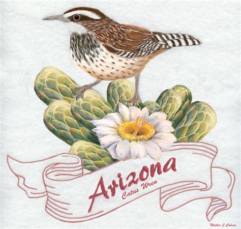 Arizona State Bird Cactus Wren Digital Art By Walter Colvin