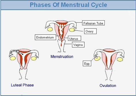 Phases Of Menstrual Cycle Teen Sex Edreproductive