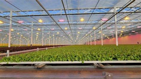 Greenhouse Leafy Greens Grower Invests In Ai Technology Greenhouse Grower